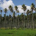 Coconut-trees_11zon