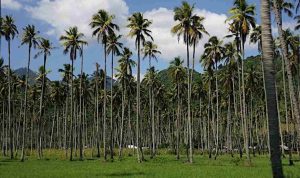 Coconut-trees_11zon
