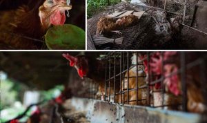 01-hens condition_11zon